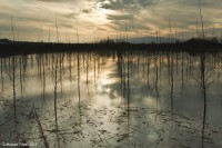 Reflejos al atardecer